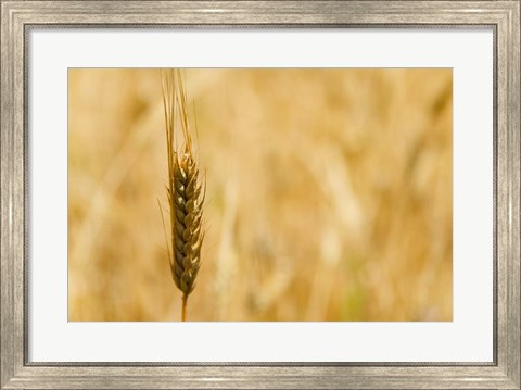 Framed Closeup of Barley, East Himalayas, Tibet, China Print