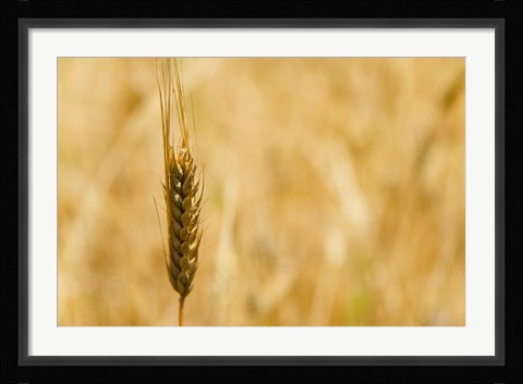 Framed Closeup of Barley, East Himalayas, Tibet, China Print