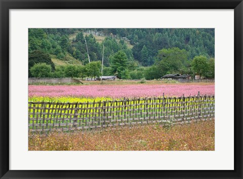 Framed Farmland of Canola and Buckwheat, Bumthang, Bhutan Print