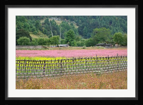 Framed Farmland of Canola and Buckwheat, Bumthang, Bhutan Print