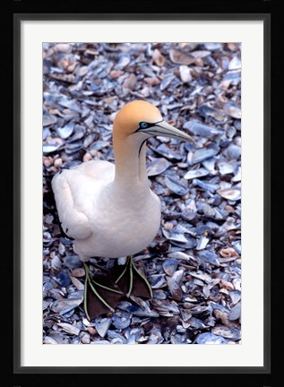 Framed Cape Gannet on the Coast, South Africa Print