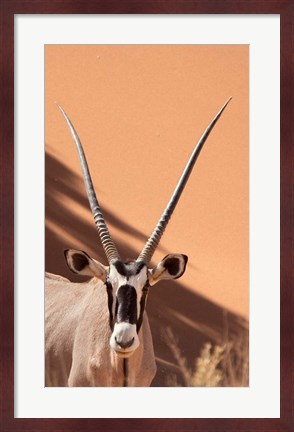Framed Close-up of Oryx, Namib-Naukluft Park, Namibia, Africa Print