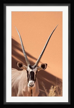 Framed Close-up of Oryx, Namib-Naukluft Park, Namibia, Africa Print