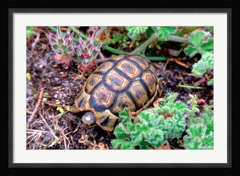 Framed Angulate Tortoise in Flowers, South Africa Print