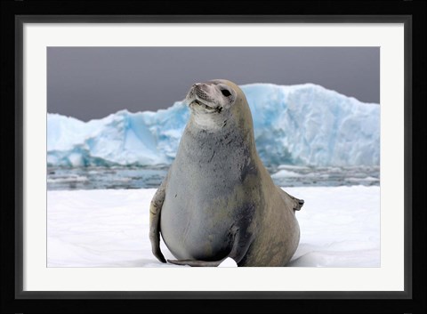 Framed Crabeater seal, saltwater pan of sea ice, Antarctica Print