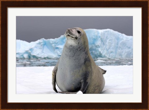 Framed Crabeater seal, saltwater pan of sea ice, Antarctica Print