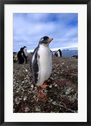Framed Gentoo penguin chick, Antarctica Print
