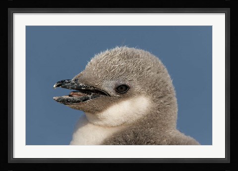Framed Antarctica, Half Moon Island, Chinstrap penguin chick Print