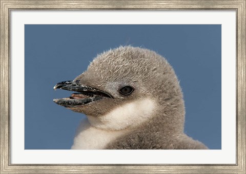 Framed Antarctica, Half Moon Island, Chinstrap penguin chick Print