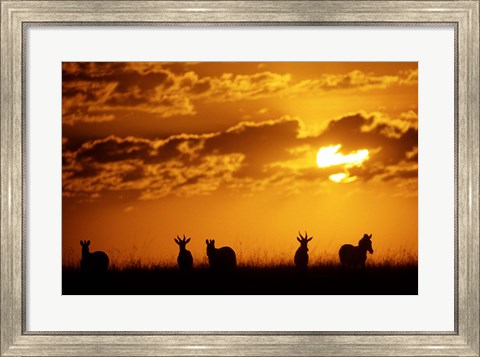 Framed Common Burchelli&#39;s Zebras and Topi, Masai Mara Game Reserve, Kenya Print