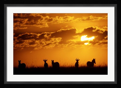 Framed Common Burchelli's Zebras and Topi, Masai Mara Game Reserve, Kenya Print