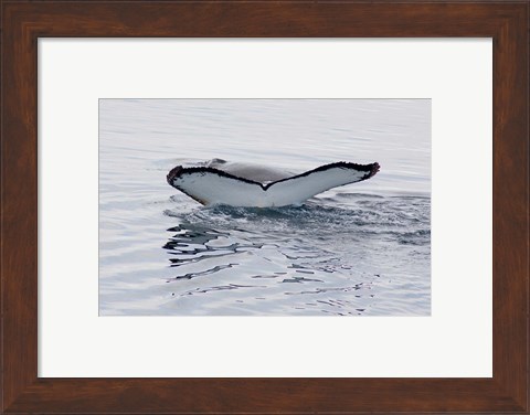 Framed Antarctica, Humpback whales in Southern Ocean Print
