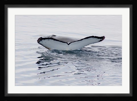 Framed Antarctica, Humpback whales in Southern Ocean Print