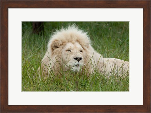 Framed African lion, Inkwenkwezi Private Game Reserve, East London, South Africa Print