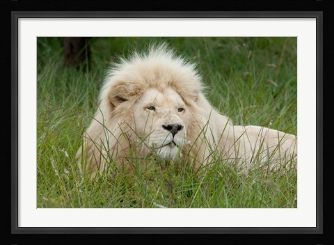 Framed African lion, Inkwenkwezi Private Game Reserve, East London, South Africa Print