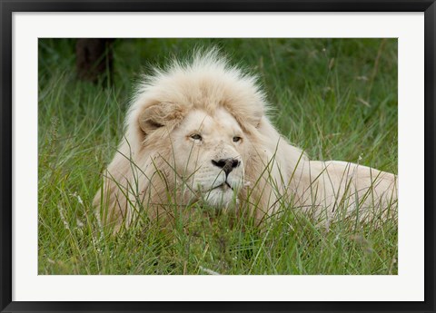 Framed African lion, Inkwenkwezi Private Game Reserve, East London, South Africa Print