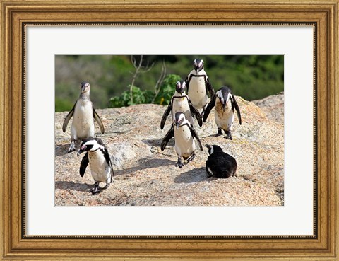 Framed African Penguin colony at Boulders Beach, Simons Town on False Bay, South Africa Print