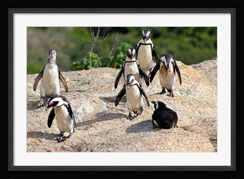 Framed African Penguin colony at Boulders Beach, Simons Town on False Bay, South Africa Print