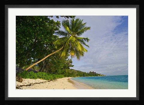 Framed Leaning palm. Anse-Source D'Argent Beach, Seychelles, Africa Print