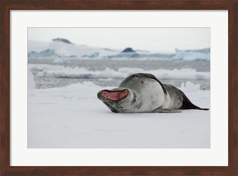 Framed Antarctica, Antarctic Sound, Leopard seal Print