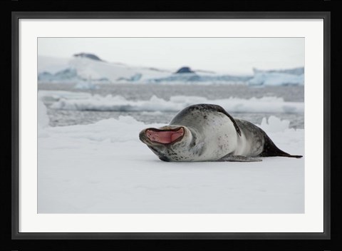 Framed Antarctica, Antarctic Sound, Leopard seal Print