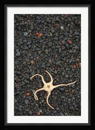 Framed Antarctica, Deception Isl, Starfish Marine Life Print