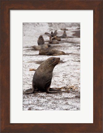 Framed Antarctica, Deception Island Antarctic fur seal Print