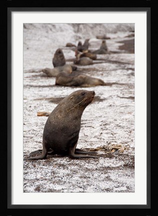 Framed Antarctica, Deception Island Antarctic fur seal Print