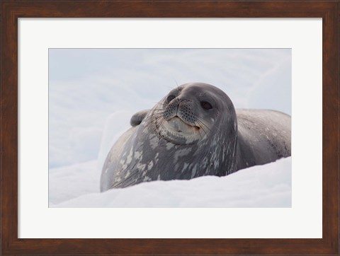 Framed Antarctica, Paradise Harbour, Fat Weddell seal Print