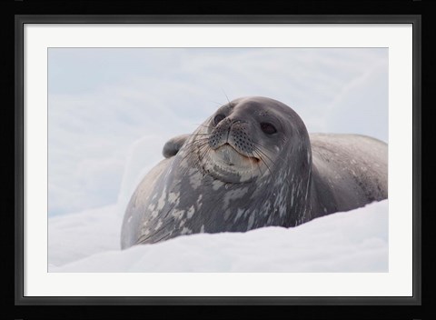 Framed Antarctica, Paradise Harbour, Fat Weddell seal Print