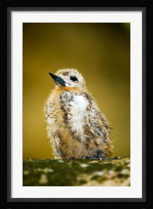 Framed Baby Seagull on Fregate Island, Seychelles Print
