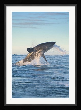 Framed Cape Town, Great white shark moves to strike a seal Print