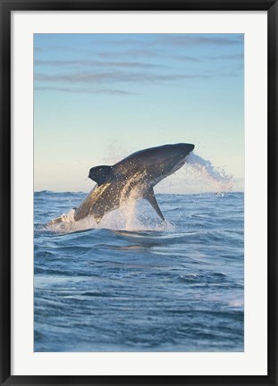 Framed Cape Town, Great white shark moves to strike a seal Print