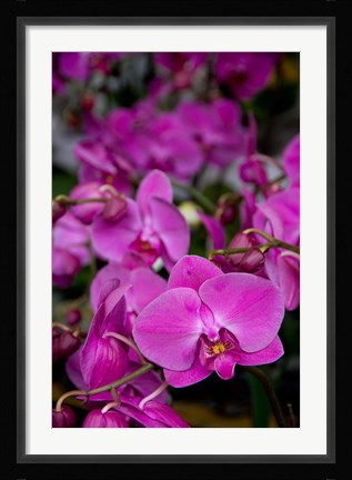 Framed China, Hong Kong, Prince Edward St, Market Print