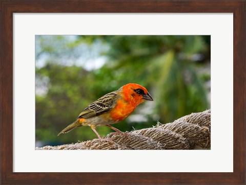 Framed Colorful Bird on Fregate Island, Seychelles, Africa Print