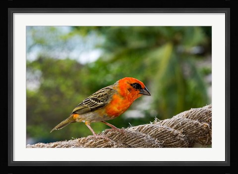 Framed Colorful Bird on Fregate Island, Seychelles, Africa Print