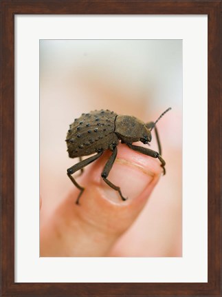 Framed Endemic Fregate Island Beetle, Seychelles Print