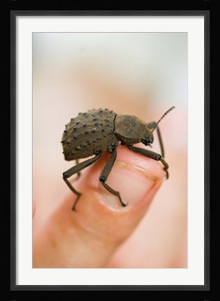 Framed Endemic Fregate Island Beetle, Seychelles Print