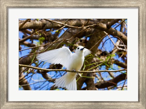 Framed Fairy Turn bird in Trees, Fregate Island, Seychelles Print