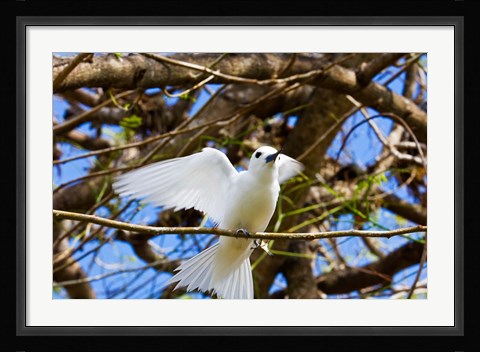 Framed Fairy Turn bird in Trees, Fregate Island, Seychelles Print
