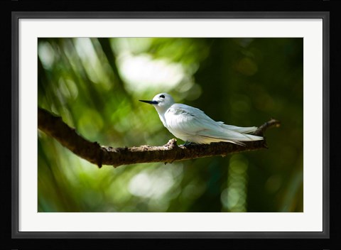 Framed Fairy Turns on Fregate Island, Seychelles Print