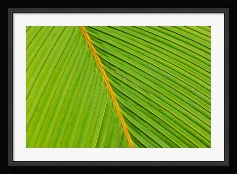 Framed Flora, Palm Frond on Fregate Island, Seychelles Print