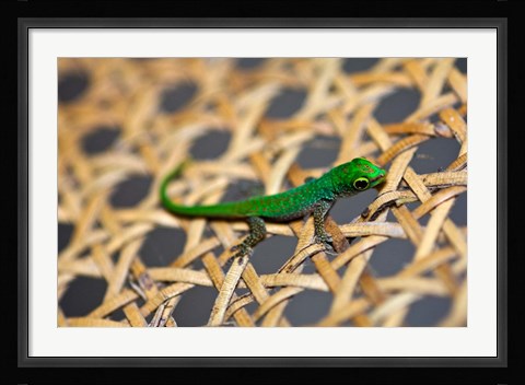 Framed Gecko lizard, Seychelles Print