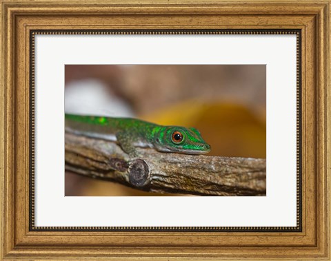 Framed Gecko lizard, La Digue Island, Seychelles, Africa Print