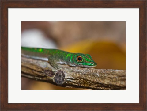 Framed Gecko lizard, La Digue Island, Seychelles, Africa Print