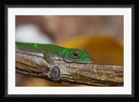 Framed Gecko lizard, La Digue Island, Seychelles, Africa Print