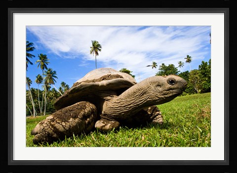 Framed Giant Tortoise on Fregate Island, Seychelles Print