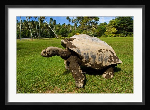 Framed Giant Tortoise, Seychelles Print