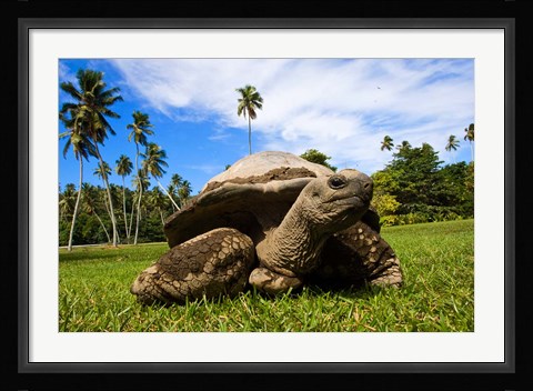 Framed Close Up of Giant Tortoise, Seychelles Print