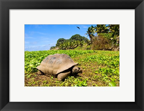 Framed Giant Tortoise in a field, Seychelles Print